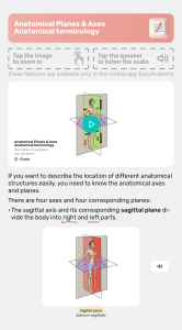 Anatomical Planes & Axes: Terminology Guide