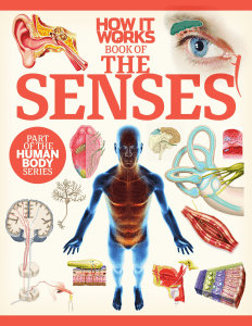 The Senses: How It Works - Human Body Book