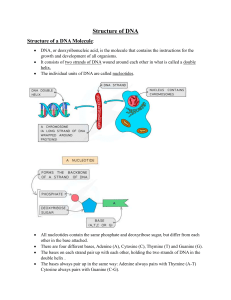 DNA Structure, Genes & Protein Synthesis Study Guide