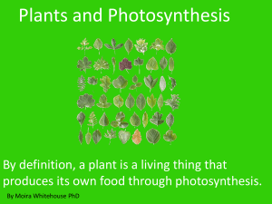 Plants and Photosynthesis: A Middle School Guide