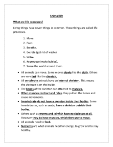 Animal Life: Life Processes, Feeding, and Respiration