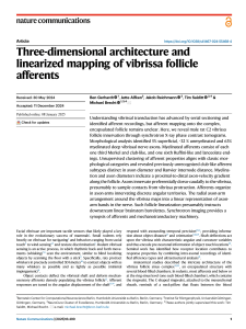 Vibrissa Follicle Afferent Mapping: 3D Architecture