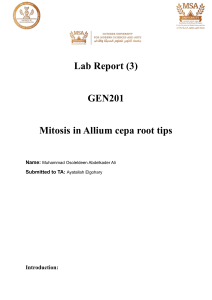 Mitosis in Allium cepa Root Tips Lab Report