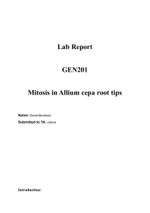 Mitosis in Allium cepa Root Tips Lab Report