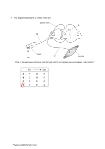 Biology Exam Questions: Nervous System & Plant Responses