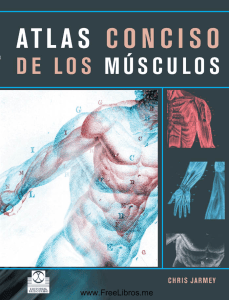Atlas Conciso de los Músculos: Guía de Anatomía