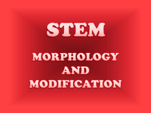 Plant Stem Morphology & Modifications: A Biology Presentation