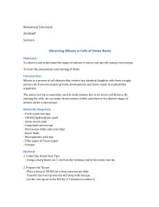 Mitosis in Onion Root Cells: Lab Report