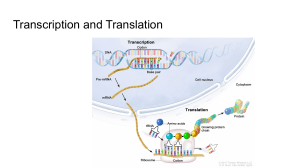 Transcription and Translation Explained