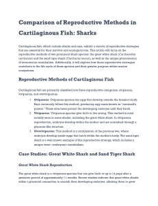 Shark Reproduction: Methods, Great White & Sand Tiger Sharks