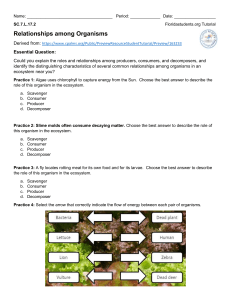 Ecosystem Relationships: Producers, Consumers, Decomposers