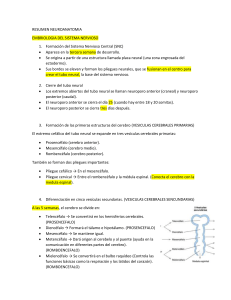 Resumen de Embriología Neuroanatómica: Desarrollo del Sistema Nervioso