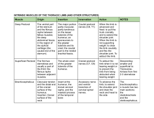 Thoracic Limb Muscles: Origin, Insertion, Action