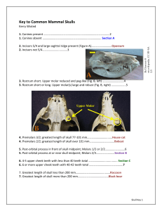 Mammal Skull Identification Key