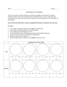 Hay Infusion Lab: Protist Identification & Pond Water Analysis