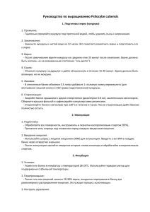 Руководство по выращиванию Psilocybe Cubensis