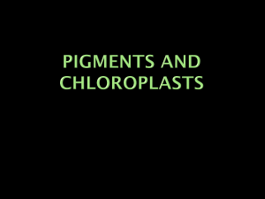 Photosynthesis & Pigments: Light Energy in Plants