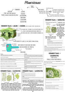 Plant Tissues: Types, Functions, and Structures