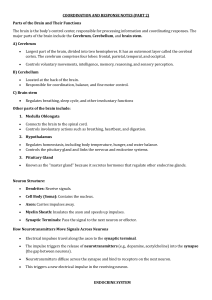 Coordination & Response: Brain, Neurons, Endocrine System