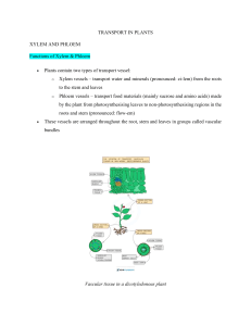 Plant Transport: Xylem, Phloem & Transpiration Worksheet