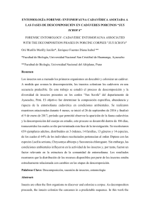 Entomología Forense: Sucesión de Insectos en Cadáveres Porcinos