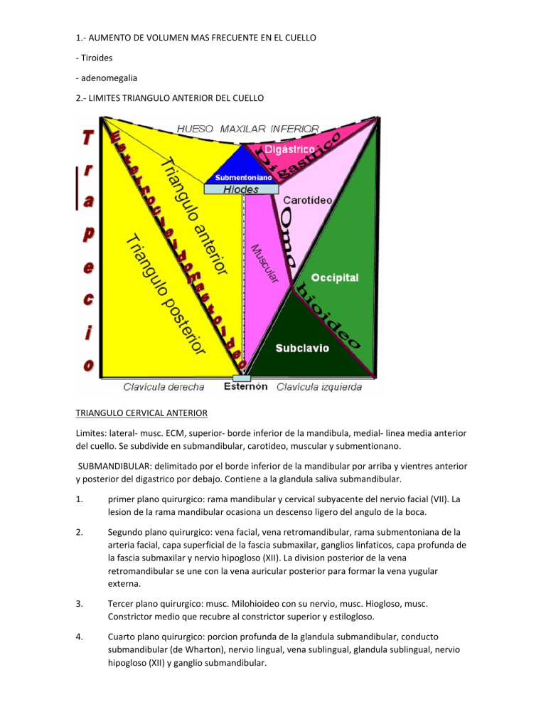Anatomía del Cuello: Triángulos Cervicales y Disección