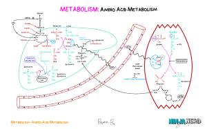 Amino Acid Metabolism Diagram