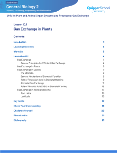 Gas Exchange in Plants: Stomata & Respiration
