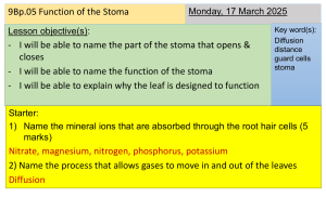 Stoma Function & Mineral Ions: Plant Biology Lesson