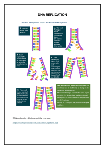 DNA Replication Process Explained