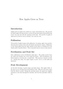How Apples Grow: Pollination, Ripening & Harvesting
