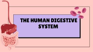 Human Digestive System: Processes & Organs