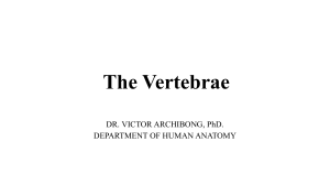 Vertebrae Anatomy: Cervical, Thoracic, Lumbar Spine
