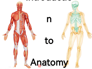 Anatomy Introduction: Anatomical Position & Planes