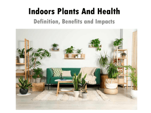 Indoor Plants & Health: Benefits and Impacts
