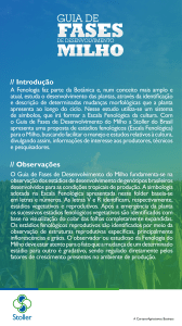 Guia de Fenologia do Milho: Est&aacute;gios de Desenvolvimento e Manejo