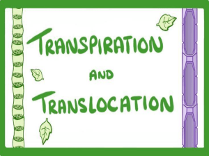 Transpiration & Translocation: Xylem vs Phloem