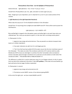 Photosynthesis Cheat Sheet: Light & Dark Reactions