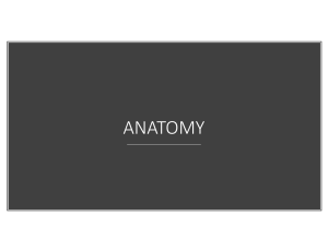 Head Anatomy: Cranial Fossae, Bones, Muscles, Nerves