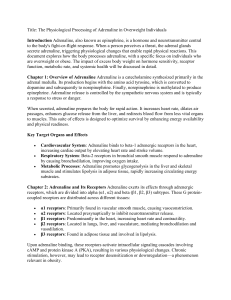 Adrenaline Processing in Overweight Individuals