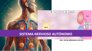 Sistema Nervioso Autónomo: Descripción General y Neurotransmisores