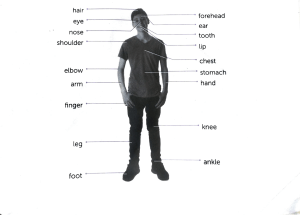 Human Body Parts & Animal Features Worksheet
