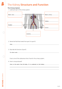 Kidney Structure & Function Worksheet