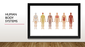 Human Body Systems: An Overview of Major Organs