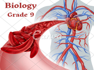 Animal Organization & Homeostasis: Biology Textbook Chapter