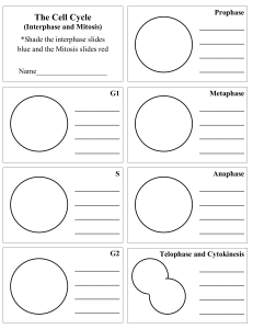 Cell Cycle Worksheet: Interphase & Mitosis Stages