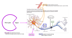 Neuron Structure & Glial Cells Diagram