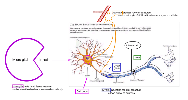 Neuron Structure & Glial Cells Diagram