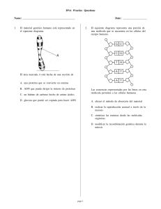 Preguntas de práctica de ADN - Biología de la escuela secundaria