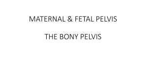 Maternal & Fetal Pelvis: Anatomy & Obstetric Care